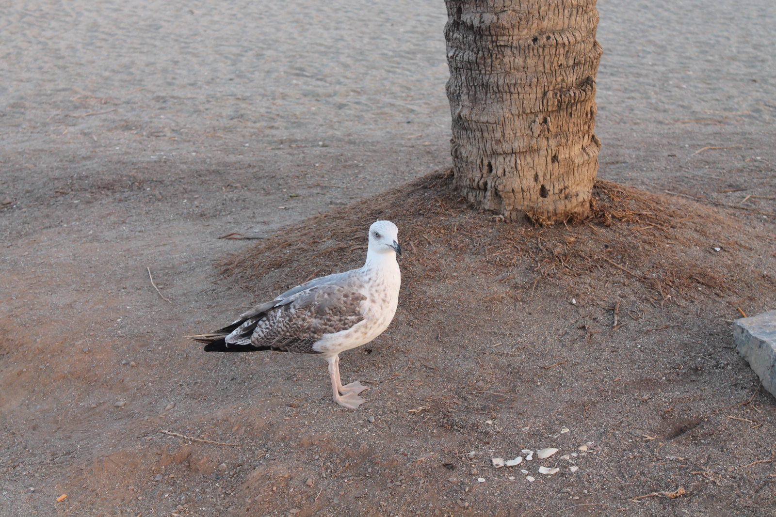 Málaga – Gibralfaro, Stadt, La Malagueta und Mittelmeer – Foto 55